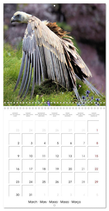 Deux étés en Vallée d'Ossau (CALVENDO Calendrier mensuel 2026)