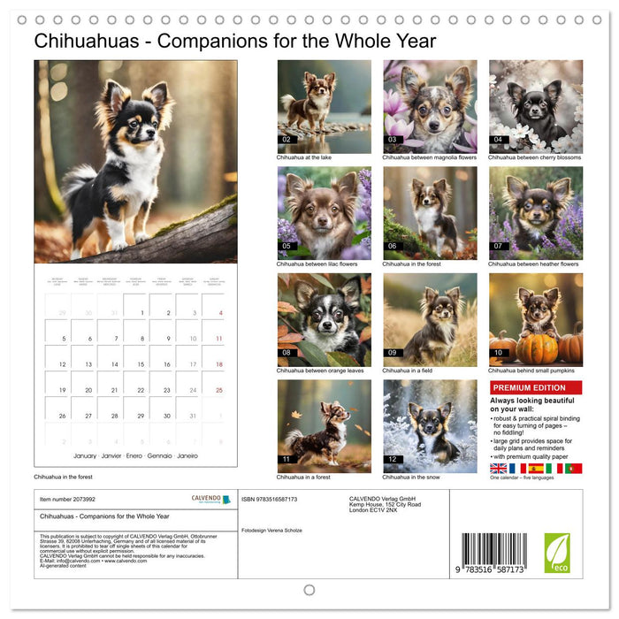 Chihuahuas - Companions for the Whole Year (CALVENDO Monthly Calendar 2026)