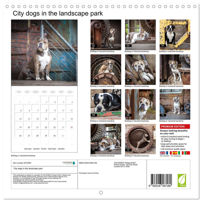 City dogs in the landscape park (CALVENDO Monthly Calendar 2026)