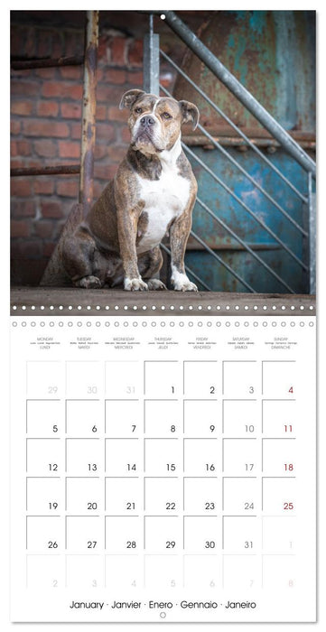 City dogs in the landscape park (CALVENDO Monthly Calendar 2026)