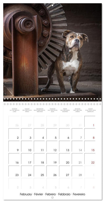 City dogs in the landscape park (CALVENDO Monthly Calendar 2026)