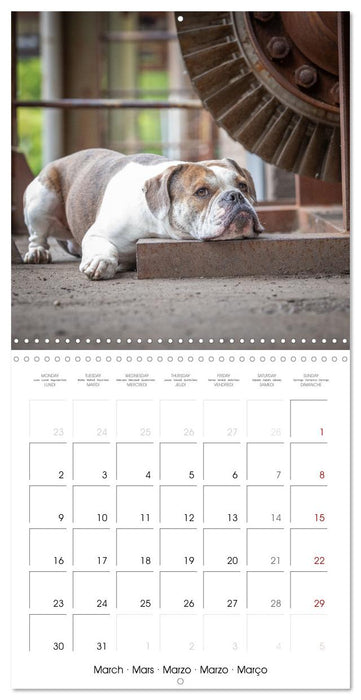 City dogs in the landscape park (CALVENDO Monthly Calendar 2026)