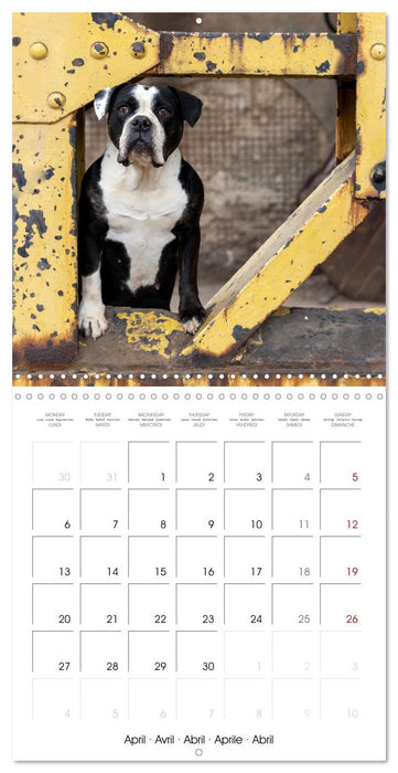 City dogs in the landscape park (CALVENDO Monthly Calendar 2026)