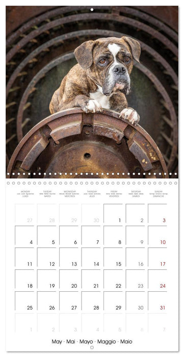 City dogs in the landscape park (CALVENDO Monthly Calendar 2026)