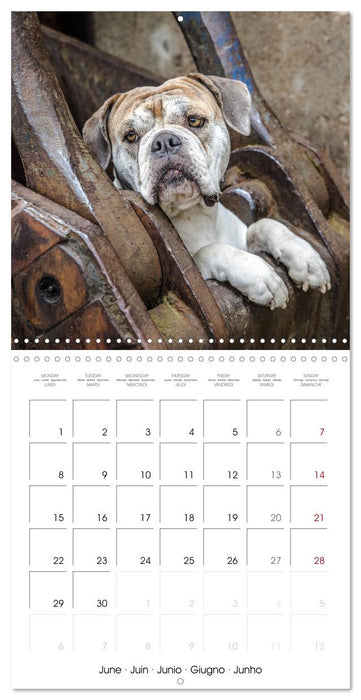 City dogs in the landscape park (CALVENDO Monthly Calendar 2026)