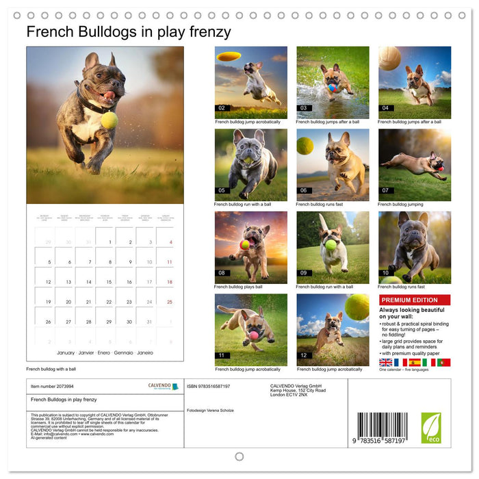 French Bulldogs in play frenzy (CALVENDO Monthly Calendar 2026)