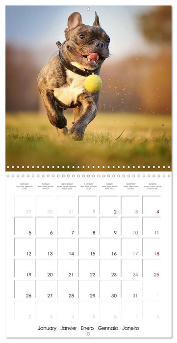 French Bulldogs in play frenzy (CALVENDO Monthly Calendar 2026)