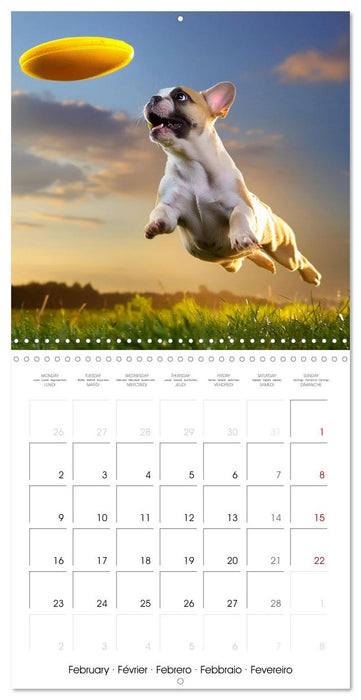 French Bulldogs in play frenzy (CALVENDO Monthly Calendar 2026)