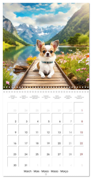 Chilling Chihuahuas (CALVENDO Monthly Calendar 2026)