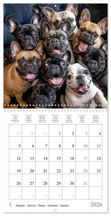 French Bulldogs (CALVENDO Monthly Calendar 2026)
