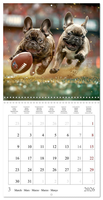 French Bulldogs (CALVENDO Monthly Calendar 2026)