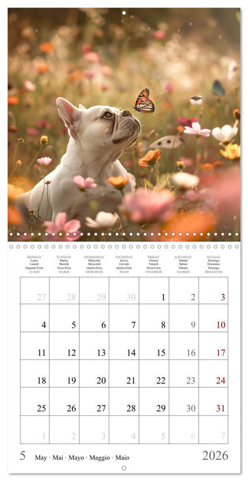 French Bulldogs (CALVENDO Monthly Calendar 2026)