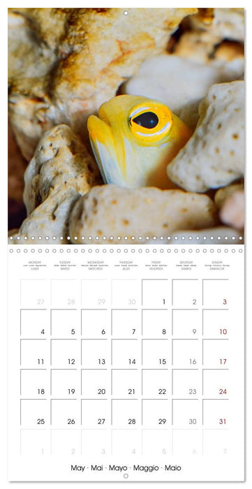 Fish magic (CALVENDO Monthly Calendar 2026)