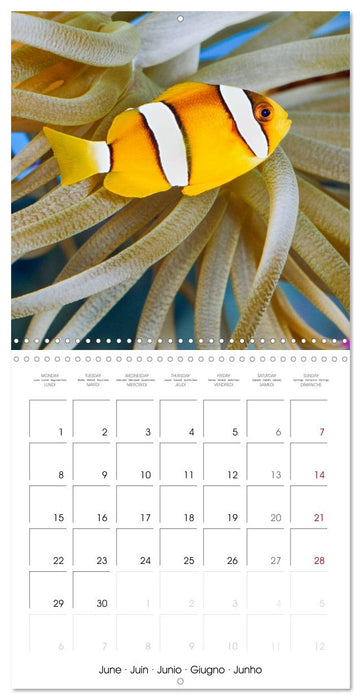 Fish magic (CALVENDO Monthly Calendar 2026)