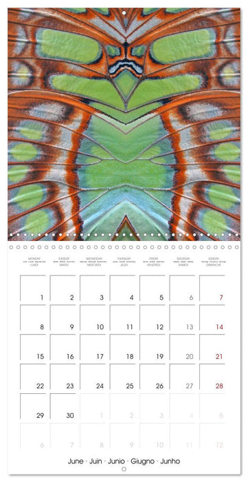 World of colors and structures (CALVENDO Monthly Calendar 2026)