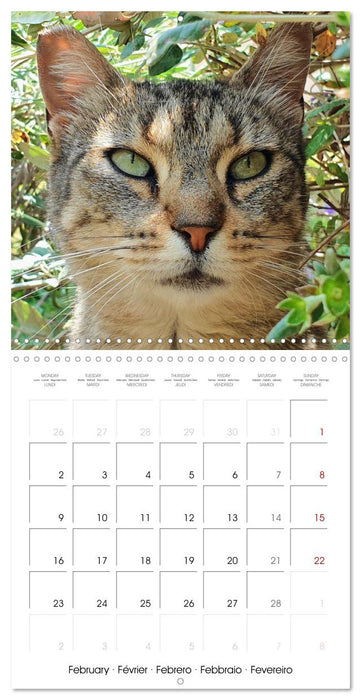 A cat lover's year (CALVENDO Monthly Calendar 2026)