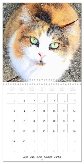 A cat lover's year (CALVENDO Monthly Calendar 2026)