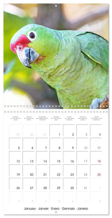 Colourful Parrots (CALVENDO Monthly Calendar 2026)