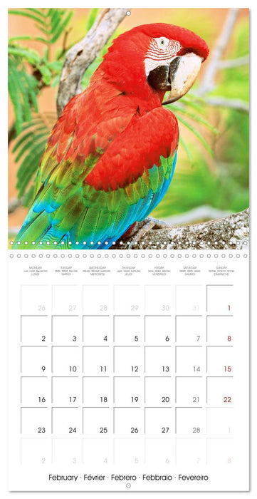 Colourful Parrots (CALVENDO Monthly Calendar 2026)