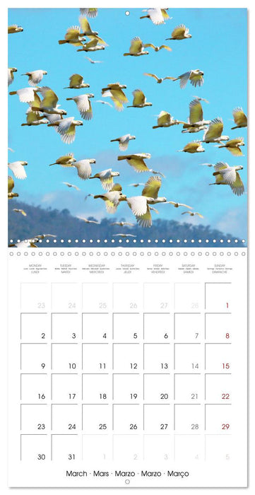 Colourful Parrots (CALVENDO Monthly Calendar 2026)
