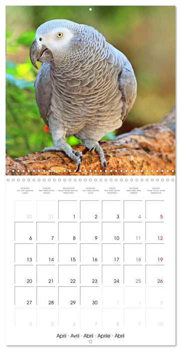 Colourful Parrots (CALVENDO Monthly Calendar 2026)