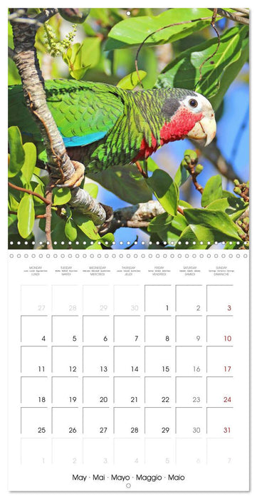 Colourful Parrots (CALVENDO Monthly Calendar 2026)