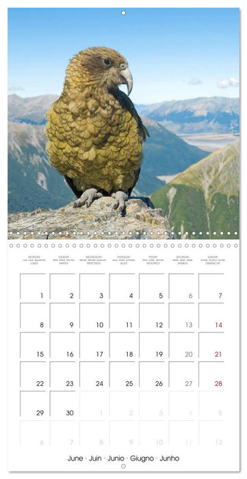 Colourful Parrots (CALVENDO Monthly Calendar 2026)