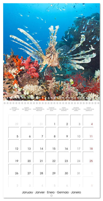 Diving in the deep blue sea (CALVENDO Monthly Calendar 2026)