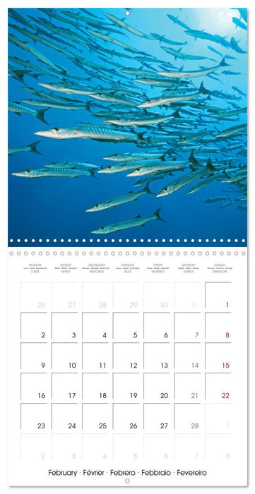 Diving in the deep blue sea (CALVENDO Monthly Calendar 2026)