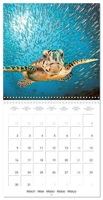 Diving in the deep blue sea (CALVENDO Monthly Calendar 2026)