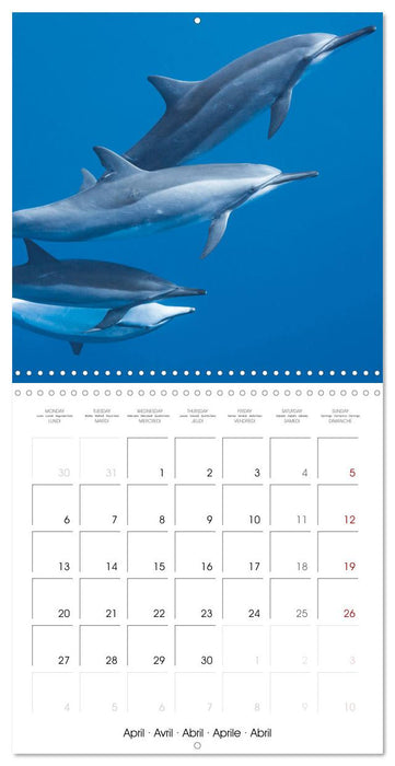 Diving in the deep blue sea (CALVENDO Monthly Calendar 2026)