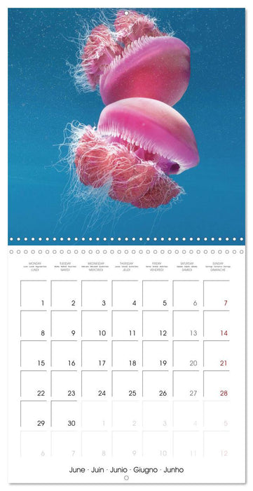 Diving in the deep blue sea (CALVENDO Monthly Calendar 2026)