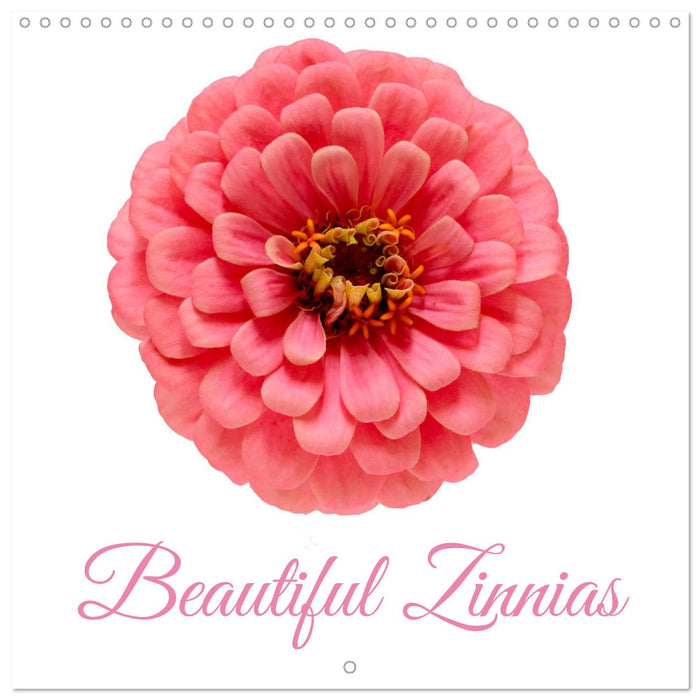 Beautiful Zinnias (CALVENDO Monthly Calendar 2026)