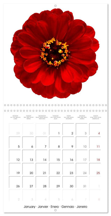 Beautiful Zinnias (CALVENDO Monthly Calendar 2026)