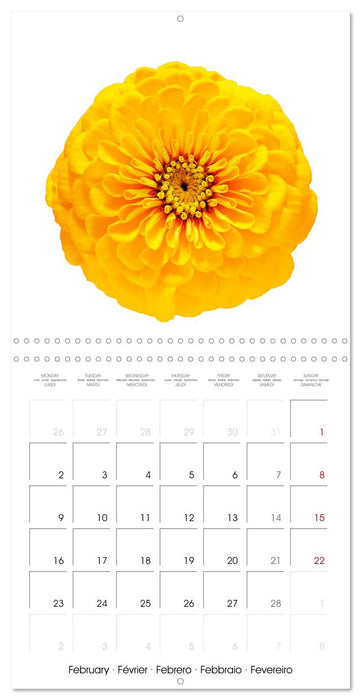 Beautiful Zinnias (CALVENDO Monthly Calendar 2026)