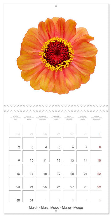 Beautiful Zinnias (CALVENDO Monthly Calendar 2026)