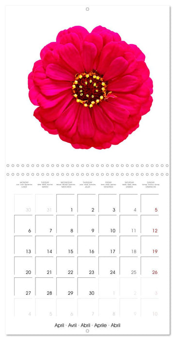 Beautiful Zinnias (CALVENDO Monthly Calendar 2026)