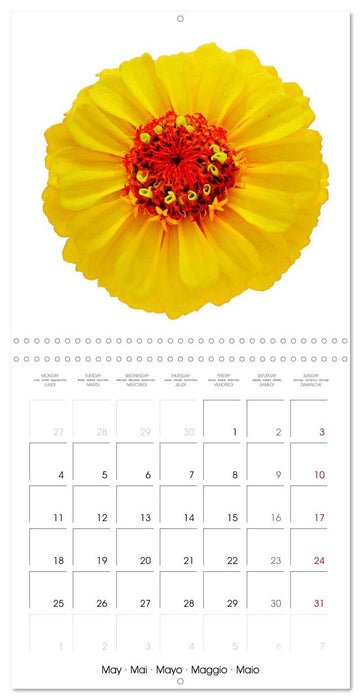 Beautiful Zinnias (CALVENDO Monthly Calendar 2026)