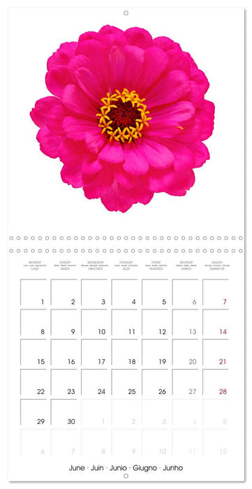 Beautiful Zinnias (CALVENDO Monthly Calendar 2026)