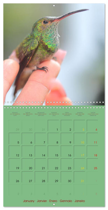 Douze oiseaux de la capitale du Costa Rica (CALVENDO Calendrier mensuel 2026)