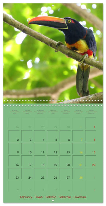Douze oiseaux de la capitale du Costa Rica (CALVENDO Calendrier mensuel 2026)