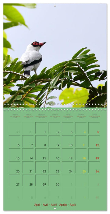 Douze oiseaux de la capitale du Costa Rica (CALVENDO Calendrier mensuel 2026)