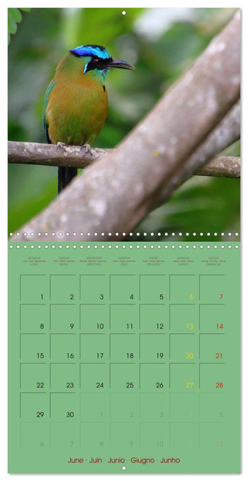 Douze oiseaux de la capitale du Costa Rica (CALVENDO Calendrier mensuel 2026)