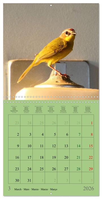 Costa Rican Birds (CALVENDO Monthly Calendar 2026)