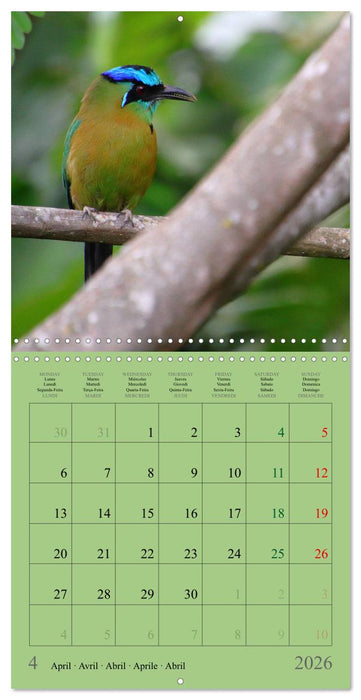 Costa Rican Birds (CALVENDO Monthly Calendar 2026)