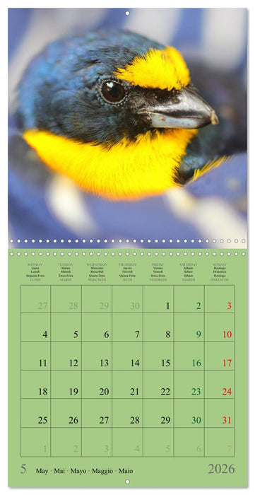 Costa Rican Birds (CALVENDO Monthly Calendar 2026)