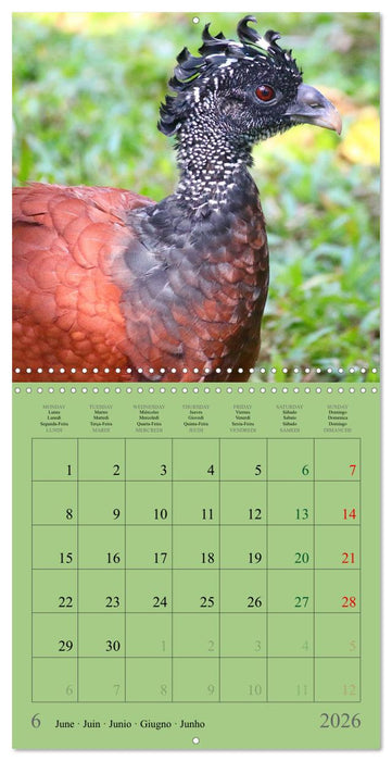 Costa Rican Birds (CALVENDO Monthly Calendar 2026)