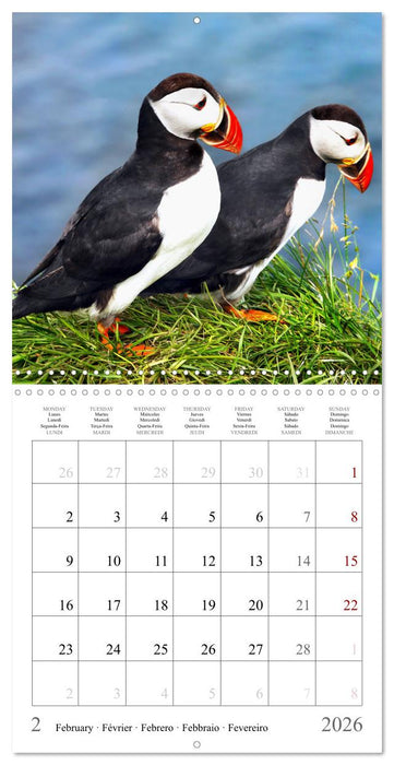 Iceland, Road Trip (CALVENDO Monthly Calendar 2026)