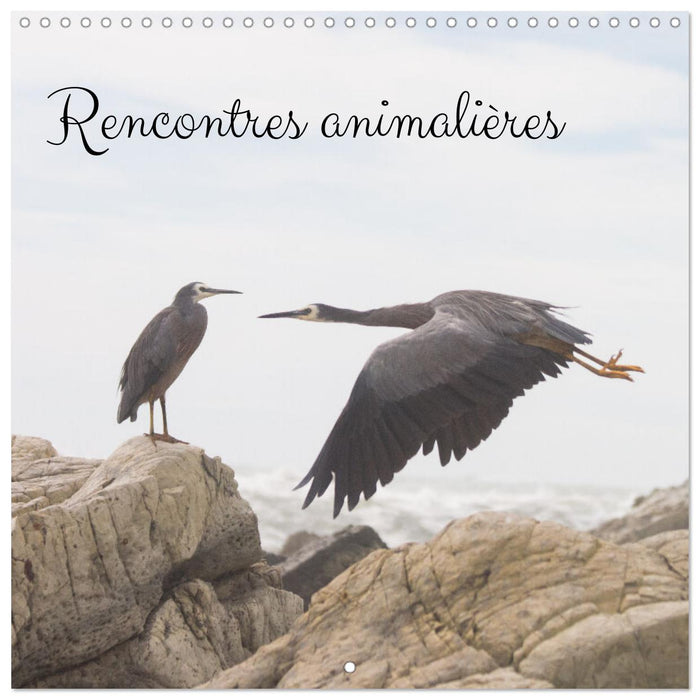 Rencontres animalières (CALVENDO Calendrier mensuel 2026)