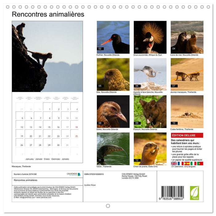 Rencontres animalières (CALVENDO Calendrier mensuel 2026)